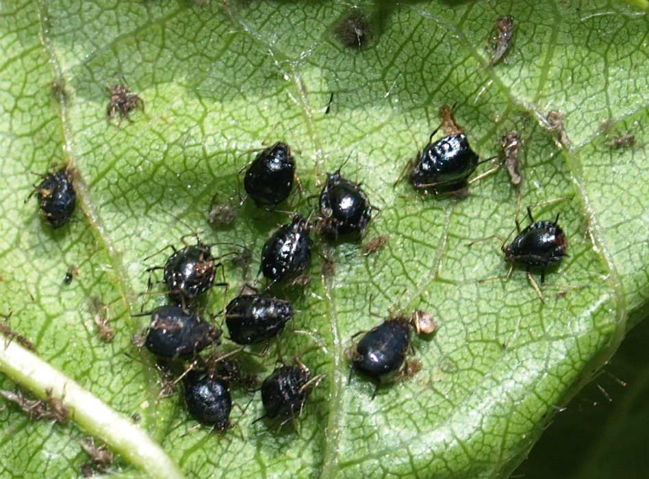 Pests BC Tree Fruit Production Guide